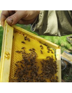 Essaim hivernés labellisé AB
